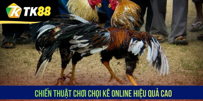 Chiến thuật chơi chọi kê online hiệu quả cao